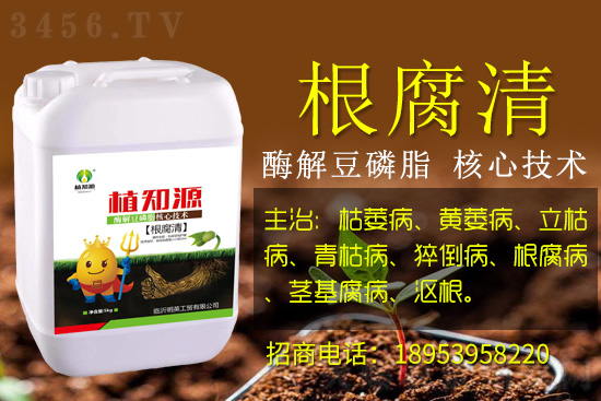 作物根腐死棵、爛苗,怎么辦?用什么藥好防治效果好? 作物根腐死棵、爛苗,怎么辦?用什么藥好防治效果好?